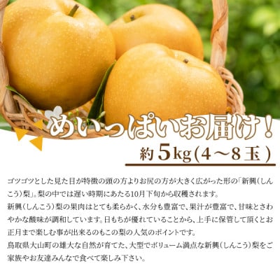 新興梨 5kg 鳥取県(大山町)の梨 大玉で濃厚な甘さが特徴 10月食べごろの人気のなし