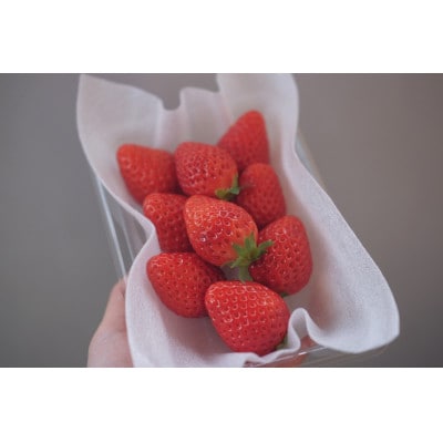 【希少品種・鳥取県限定ブランド】とっておき苺(約200g×4パック)