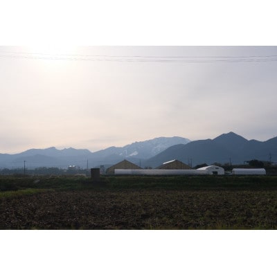 【希少品種・鳥取県限定ブランド】とっておき苺(約200g×4パック)