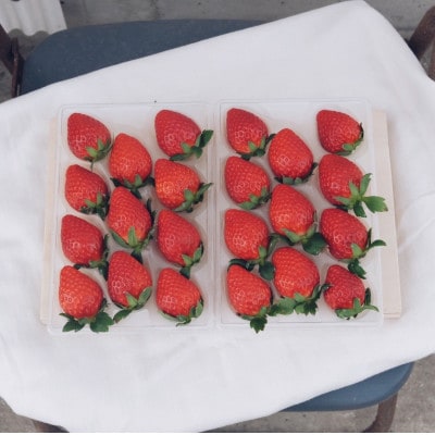 【希少品種・鳥取県限定ブランド】とっておき苺(約500g)