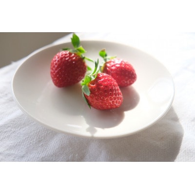 【希少品種・鳥取県限定ブランド】とっておき苺(約500g)