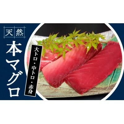 本鮪　大トロ180g中トロ200g赤身200g　104006