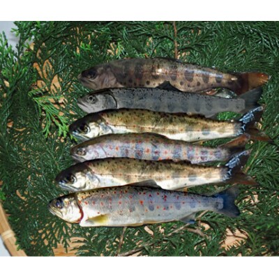 奈半利川の友釣り天然アユ(冷凍)3尾　奈半利川の天然アメゴ(冷凍)2尾セット　107006