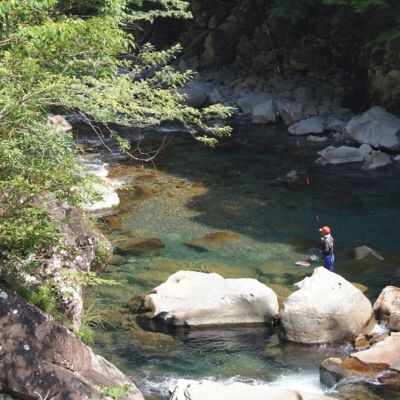 奈半利川の友釣り天然アユ(冷凍)4尾　107001