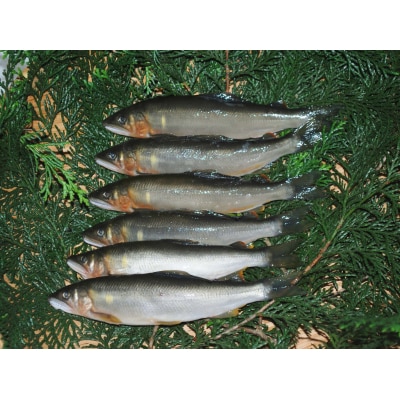 奈半利川の友釣り天然アユ(冷凍)9尾　107002