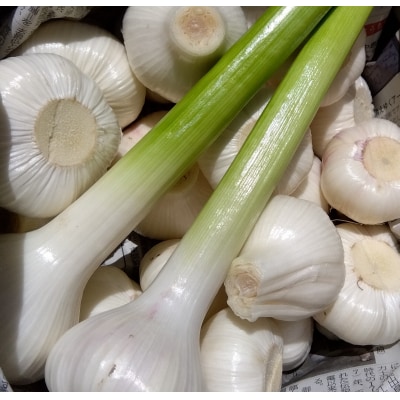 新にんにく　5kg　106002