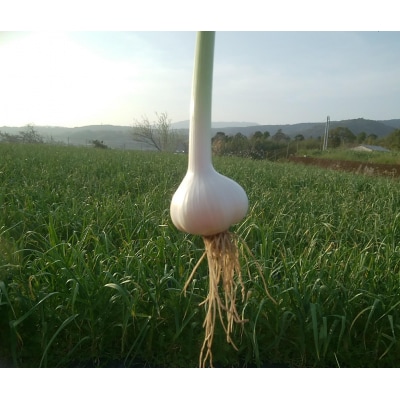 新にんにく　2kg　106003