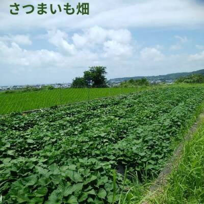 さつまいも食べ比べセット5kg　106005