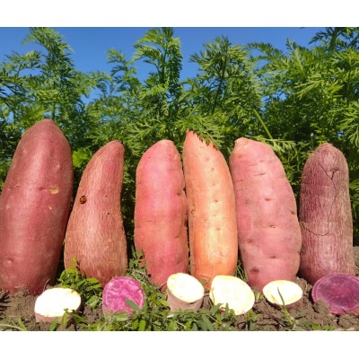 さつまいも食べ比べセット5kg　106005