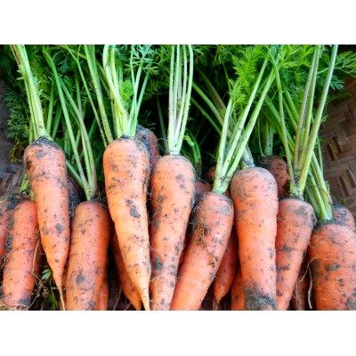 土付きにんじん　2kg　106006