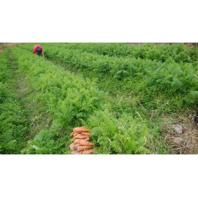 土付きにんじん　2kg　106006