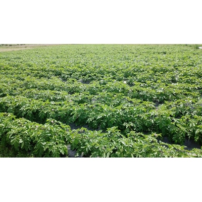 じゃがいも食べ比べセット5kg　106001