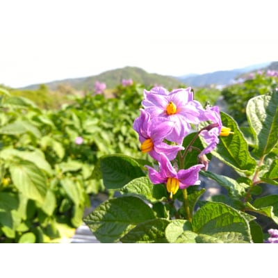 じゃがいも食べ比べセット5kg　106001