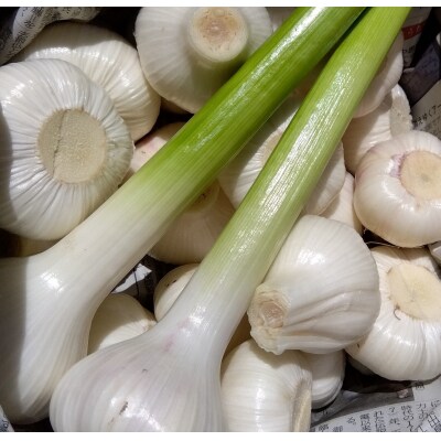 昭作畑　定期便 106901