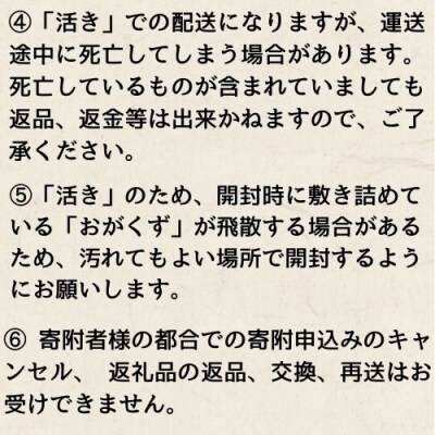 活　伊勢海老1kg　133004