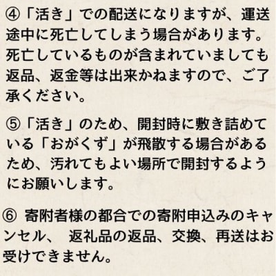 活　伊勢海老3kg(訳あり品含む)　133005