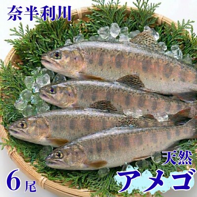 奈半利川の天然アメゴ(冷凍)6尾　107013