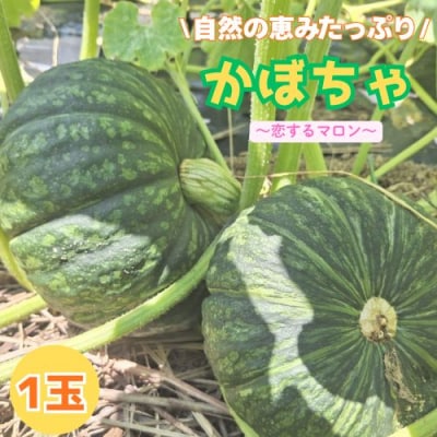 高知の自然の恵みたっぷりこだわりかぼちゃ【恋するマロン】1玉　130004