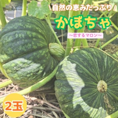 高知の自然の恵みたっぷりこだわりかぼちゃ【恋するマロン】2玉　130005