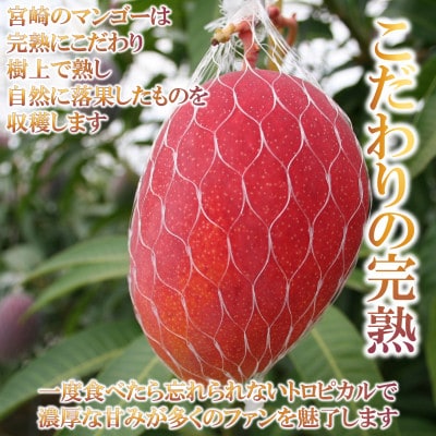 期間限定・数量限定　宮崎県産完熟マンゴー2Lサイズ2玉パック入り【MI232】