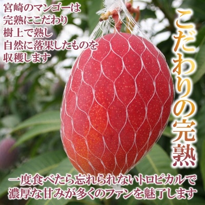 【先行予約】期間限定・数量限定　宮崎県産完熟マンゴー2Lサイズ2玉パック入り【MI232】