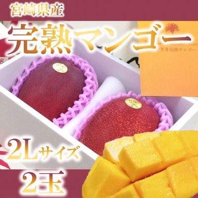 期間限定・数量限定　宮崎県産完熟マンゴー2Lサイズ2玉化粧箱入り【MI515】
