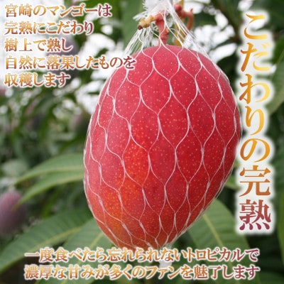 期間限定・数量限定　宮崎県産完熟マンゴー2Lサイズ2玉化粧箱入り【MI515】