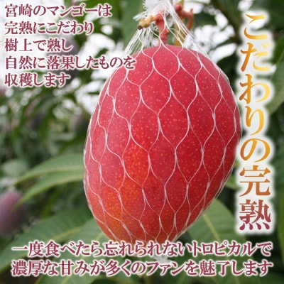 【先行予約】期間限定・数量限定　宮崎県産完熟マンゴー2Lサイズ2玉化粧箱入り【MI515】