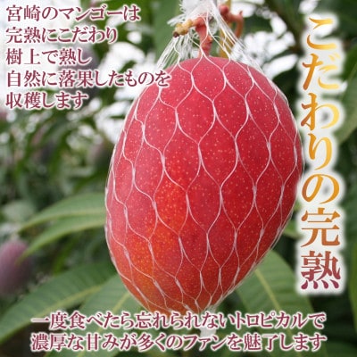【先行予約】期間限定・数量限定　宮崎県産完熟マンゴー3L～4Lサイズ2玉化粧箱入り【B-0602】
