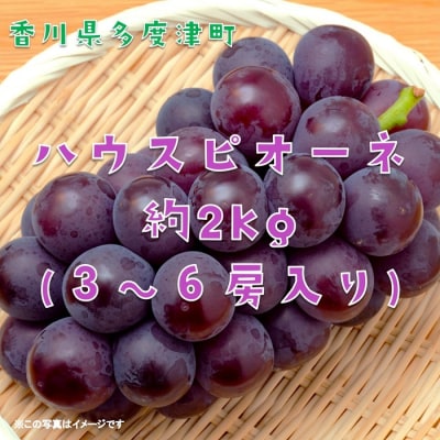 ハウスピオーネ　約2kg【令和8年7月下旬発送!】【B-15】
