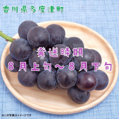 ハウスピオーネ　約2kg【令和8年7月下旬発送!】【B-15】