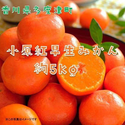 『小原紅早生みかん』約5kg【A-32】