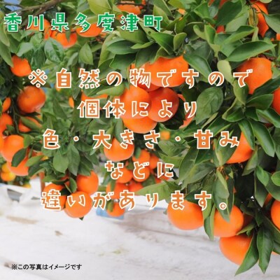 『小原紅早生みかん』約5kg【A-32】