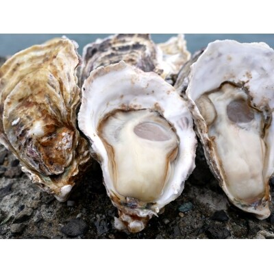 多度津白方 殻付活牡蛎カンカン焼セット 4.5kg(加熱用)【B-7】