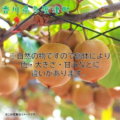 香川県オリジナルキウイフルーツ『さぬきゴールド』約3kg【先行受付中!令和8年10月中旬【B-17】