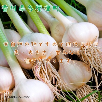 多度津町産　生にんにく【B-22】
