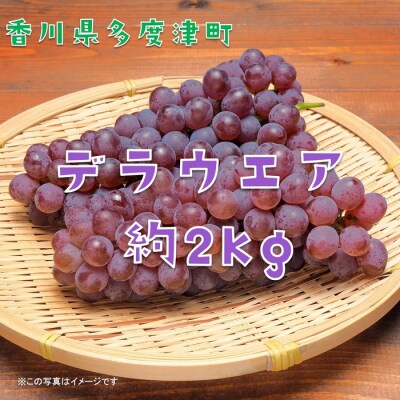 多度津町白方特産　デラウェアぶどう【令和8年7月上旬より発送!】【B-20】