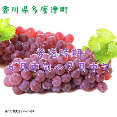 多度津町白方特産　デラウェアぶどう【令和8年7月上旬より発送!】【B-20】