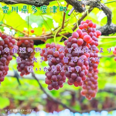 多度津町白方特産　デラウェアぶどう【令和8年7月上旬より発送!】【B-20】