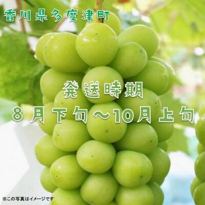 シャインマスカット約1.2kg(2～3房入り)【令和8年8月下旬発送!先行受付中】【B-13】