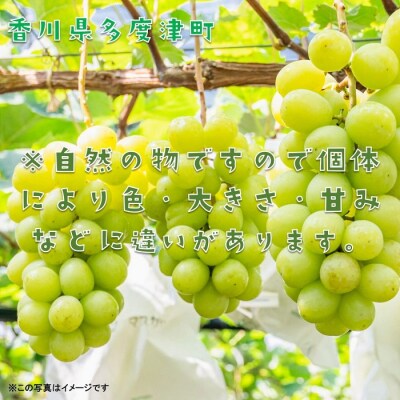 シャインマスカット約1.2kg(2～3房入り)【令和8年8月下旬発送!先行受付中】【B-13】