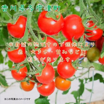 ミニトマト　約3kg【B-23】