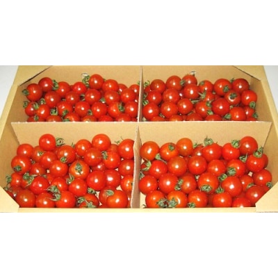 ミニトマト　約3kg【B-23】