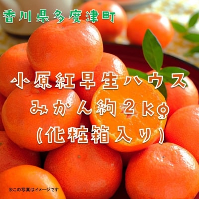 『小原紅早生ハウスみかん』約2kg【令和8年6月下旬より発送!】【B-26】