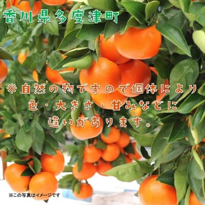 『小原紅早生ハウスみかん』約2kg【令和8年6月下旬より発送!】【B-26】