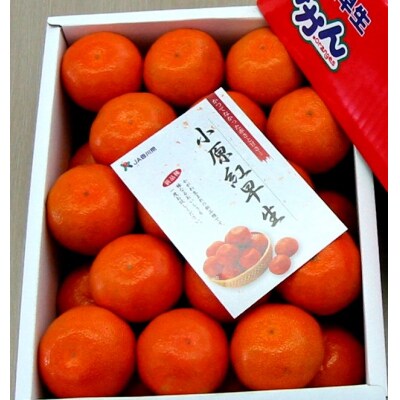 『小原紅早生ハウスみかん』約2kg【令和8年6月下旬より発送!】【B-26】