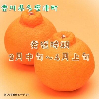 不知火(デコポン)約3kg【令和9年2月中旬より発送】【A-42】