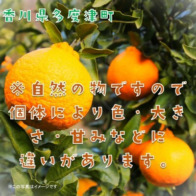 不知火(デコポン)約3kg【令和9年2月中旬より発送】【A-42】