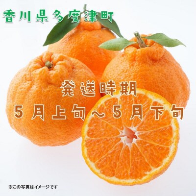 長期貯蔵 熟成 不知火(でこぽん)約2.8kg【令和7年5月中旬より発送】【B-29】