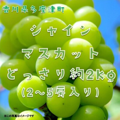 シャインマスカット 約2kg【令和7年8月下旬発送!先行受付中】【C-15】